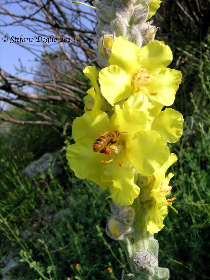 Thapsus phlomoides